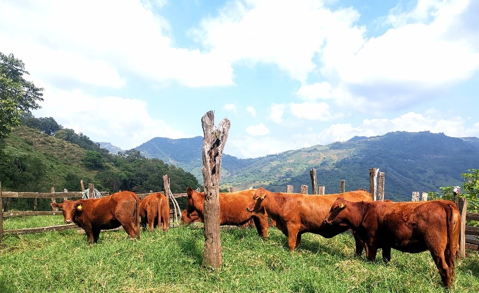 Hato bovino en la Sierra Alta de Hidalgo