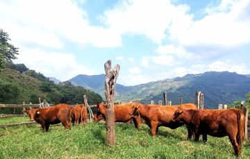 Hato bovino en la Sierra Alta de Hidalgo