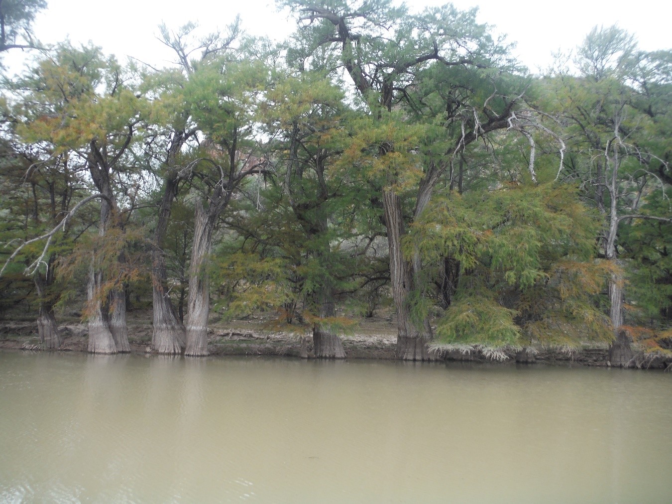 Árboles longevos de ahuehuete o sabino (Taxodium mucronatum Ten.) en parajes del río Nazas, Durango. Algunos ejemplares de esta especie pueden alcanzar más de 1000 años de edad en este sistema ripario