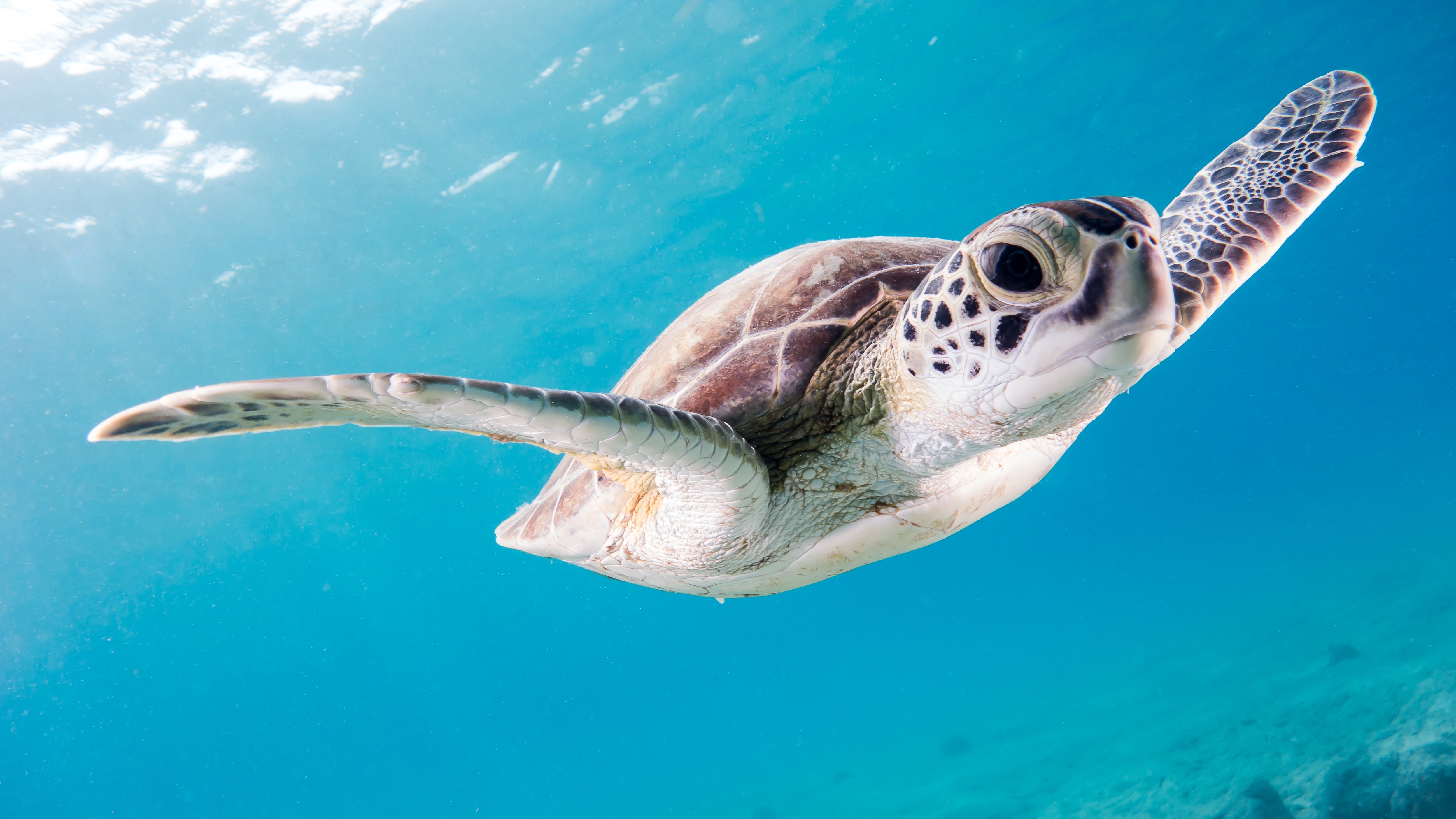 Protección de las tortugas marinas en México