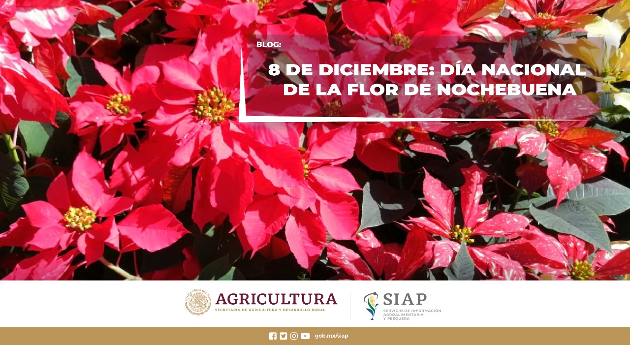 8 de diciembre: Día Nacional de la Flor de Nochebuena | Servicio de  Información Agroalimentaria y Pesquera | Gobierno 