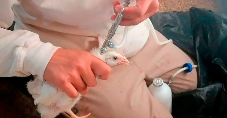 Respecto a la estrategia de vacunación de emergencia contra la influenza aviar AH5N1, el Senasica ha autorizado la aplicación de más de 140 millones de dosis del biológico 