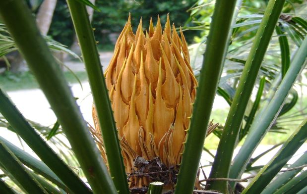 Se observa una planta leñosa de color verde y café con aspecto similar a una palmera