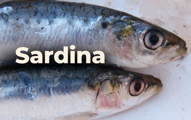 3 de cada 100 toneladas de sardina capturadas en el mundo provienen de nuestro país. 