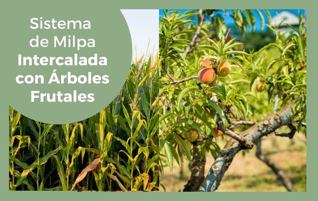Entre los frutales que se adaptan al sistema MIAF están el durazno, manzano , pera y tejocote para condiciones templadas, y guayabo, aguacate, limón persa y chicozapote para condiciones tropicales y subtropicales.
