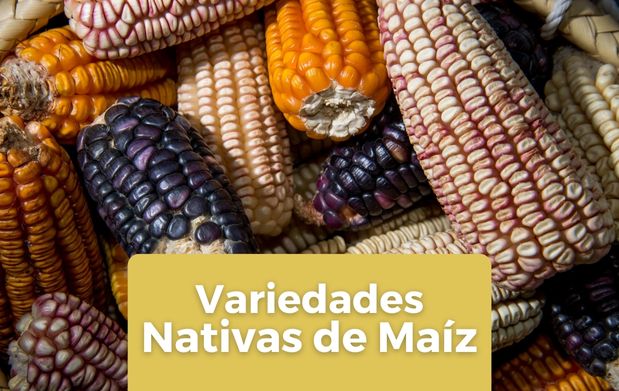 Los maíces nativos son un orgullo de México.