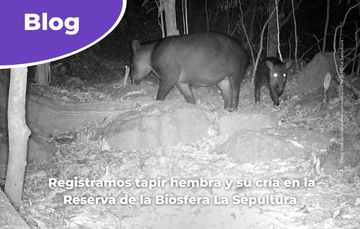 Registramos tapir hembra y su cría en la Reserva de la Biosfera La Sepultura.