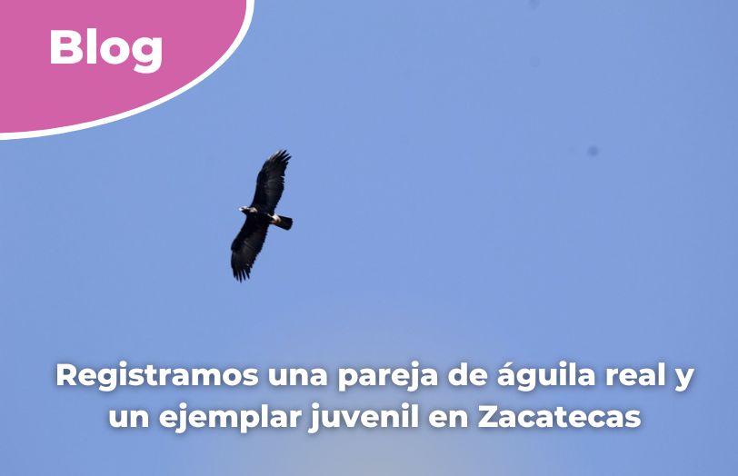 Registramos una pareja de águila real y un ejemplar juvenil en Zacatecas.