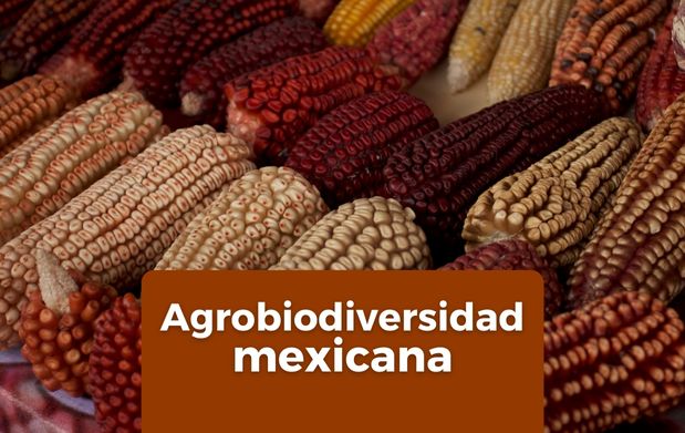 La agrobiodiversidad incluye a los componentes que sostienen a los sistemas de producción agrícola o agroecosistemas.