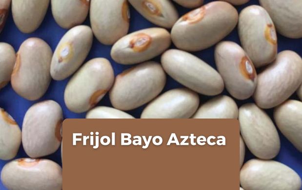 Frijol Bayo Azteca, una variedad creada por el Inifap