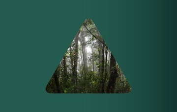 Con el lema “Bosques y salud” se hace un llamado para cuidar de los bosques y no solo beneficiarnos de ellos,.