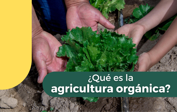 Se considera que los métodos de producción orgánica, comparados con los de la agricultura convencional, tienen menos efectos perjudiciales sobre el medio ambiente. 
