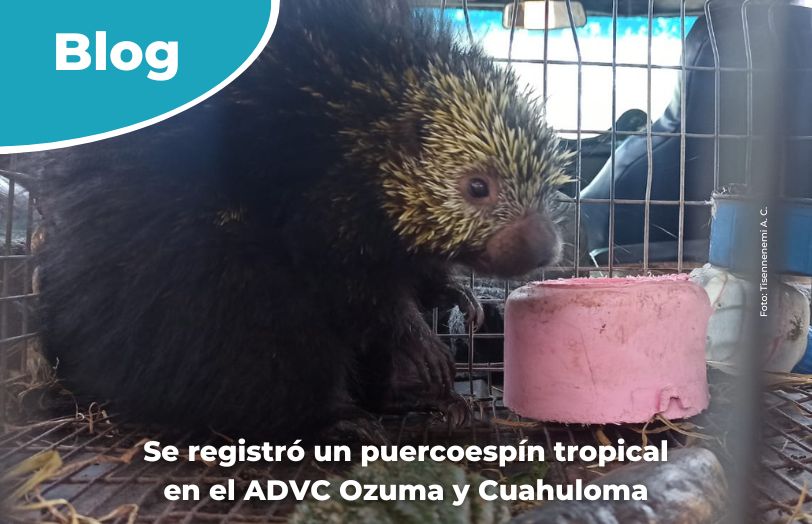 Se registró un puercoespín tropical en el ADVC Ozuma y Cuahuloma.