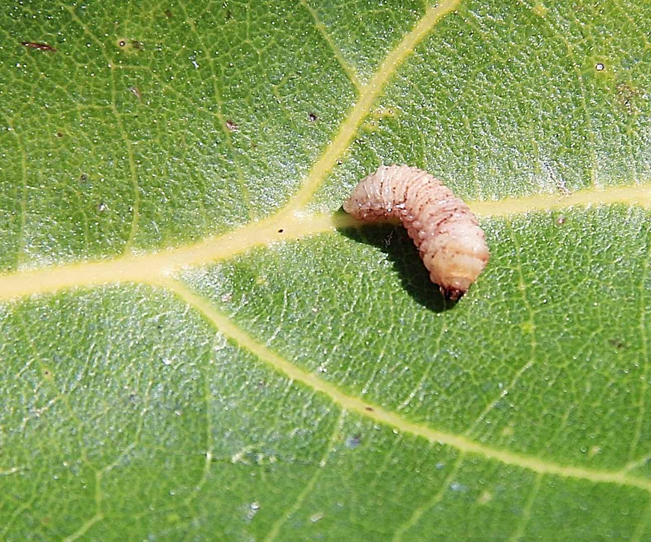 El gusano barrenador es un tipo de plaga que también se puede combatir con la técnica del insecto estéril, por radiación gamma.