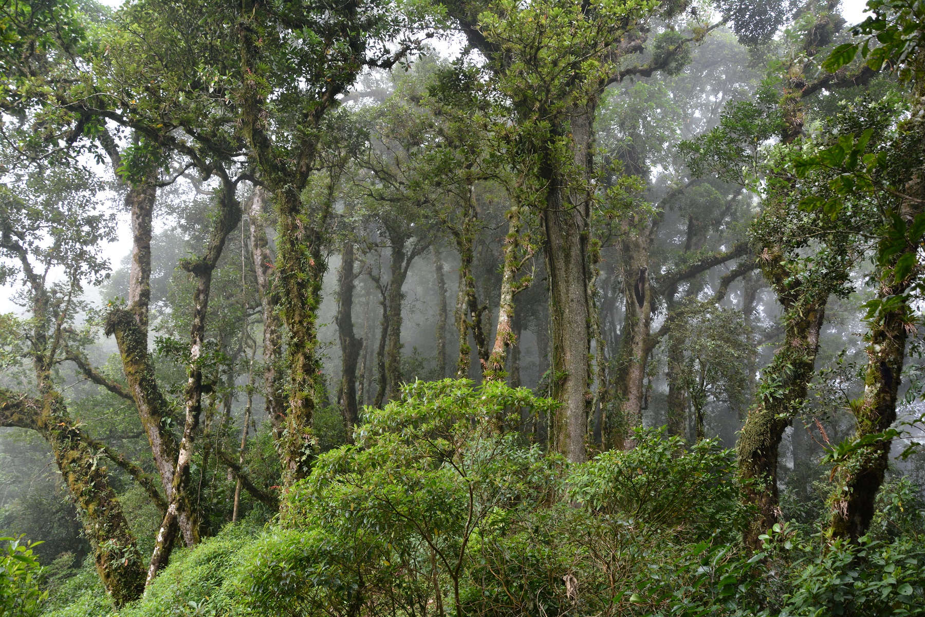 Los bosques representan uno de los principales sumideros de carbono por su capacidad natural de absorber el dióxido de carbono 