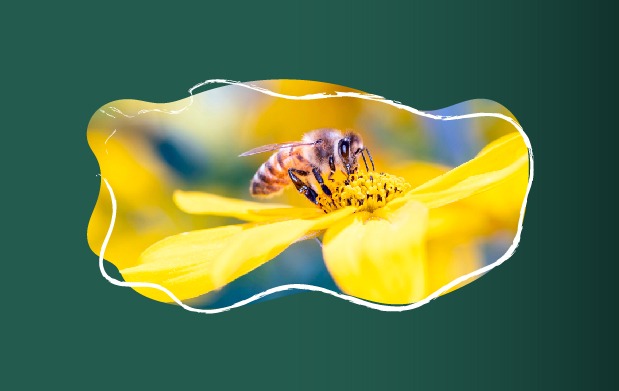 Con su laboriosa tarea de recolección entre la flora, las abejas realizan maravillosas aportaciones a los seres humanos.