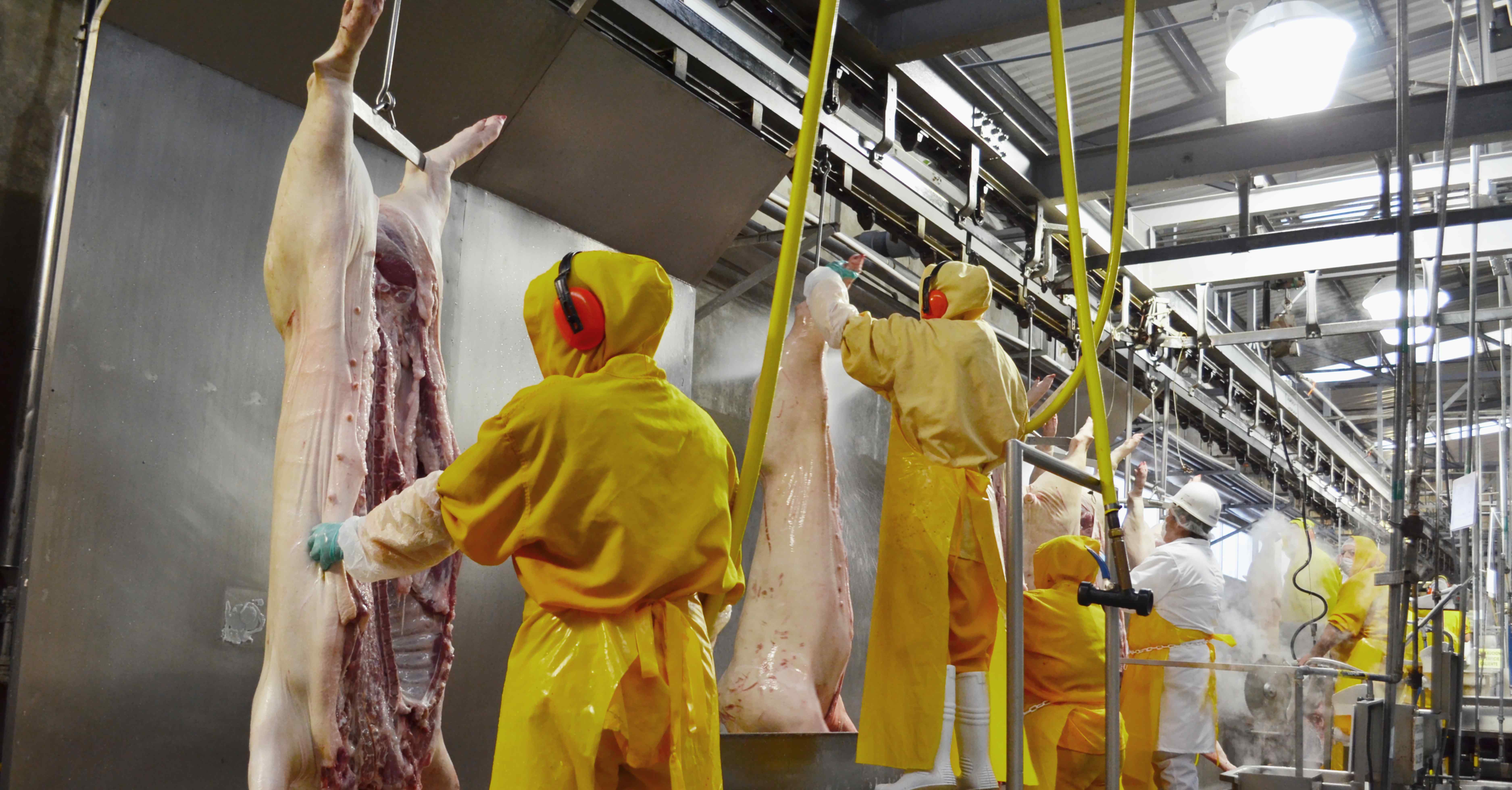 Empleados en planta TIF, limpiando carne de cerdo