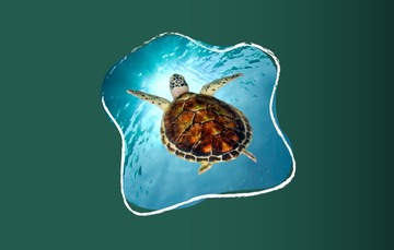 En 17 playas de México anidan las tortugas marinas.