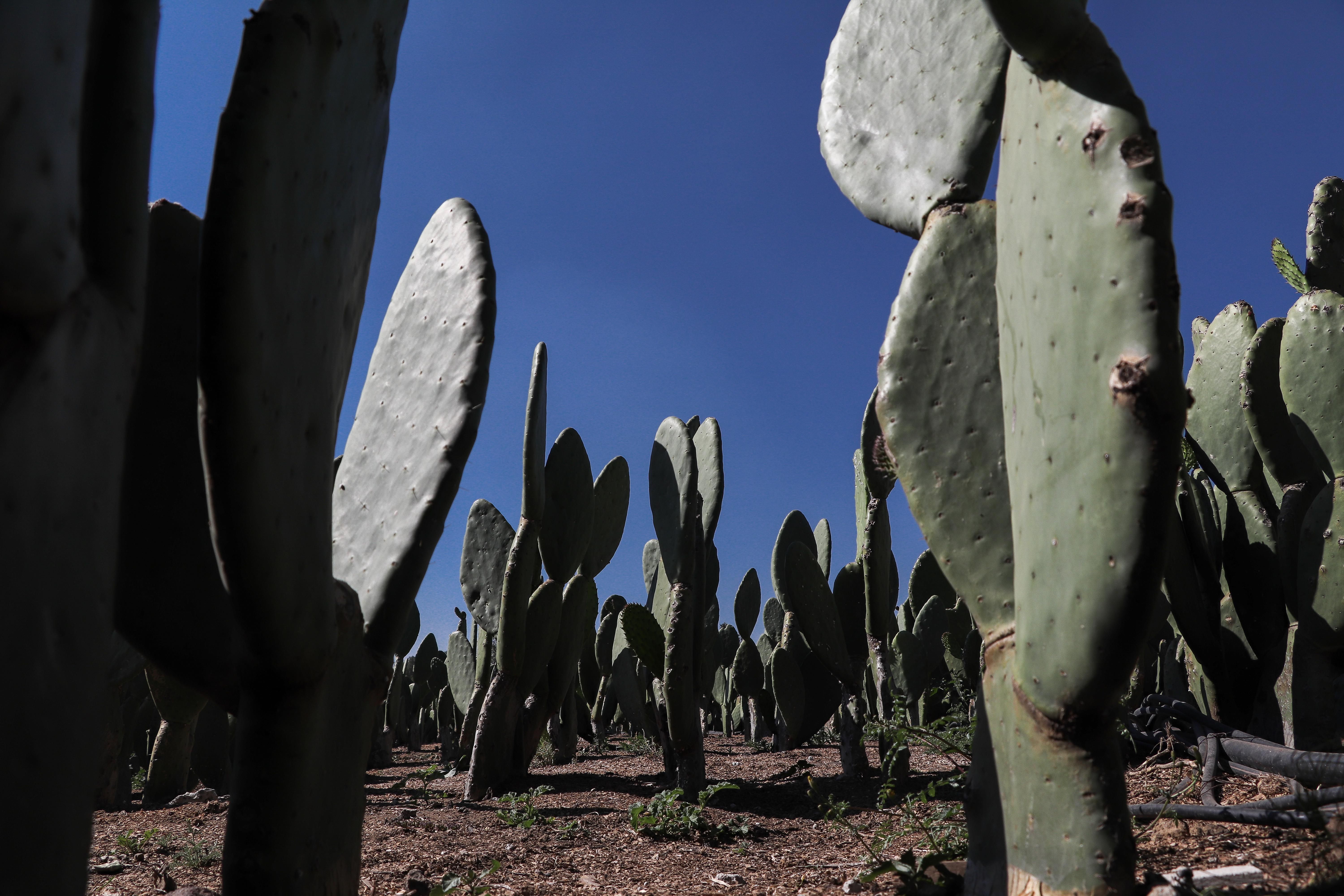 Avanza México en acciones para enfrentar efectos 
de la sequía en el medio rural