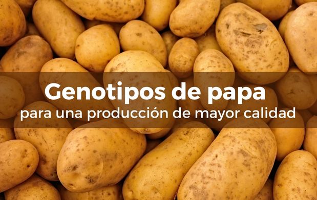Genotipos de papa para una producción de mayor calidad en Coahuila y Nuevo León 