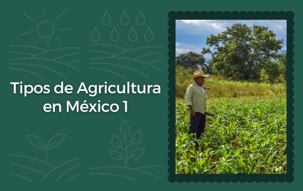 Hablemos de… la agricultura en México (Parte 1)