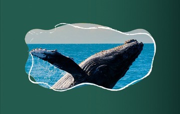 Hoy se protege a la ballena a casi tres siglos de cacería comercial, y más de medio siglo de caza industrial descontrolada.
