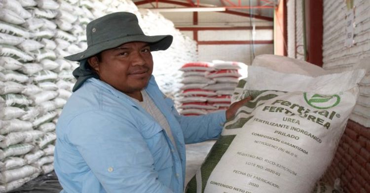 A la fecha, más de 63 mil 850 productores michoacanos han recibido fertilizante de manera gratuita, directa y sin intermediarios.