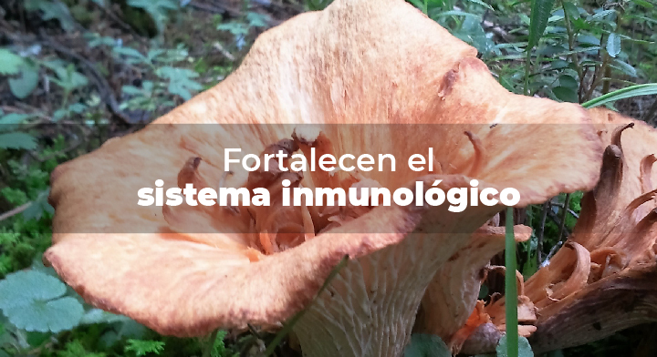 Los hongos son seres vivos que forman parte de los bosques, y son  buenos indicadores de la calidad y la salud de estos ecosistemas