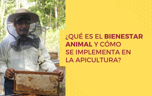 ¿Qué es el bienestar animal y cómo se implementa en la apicultura?