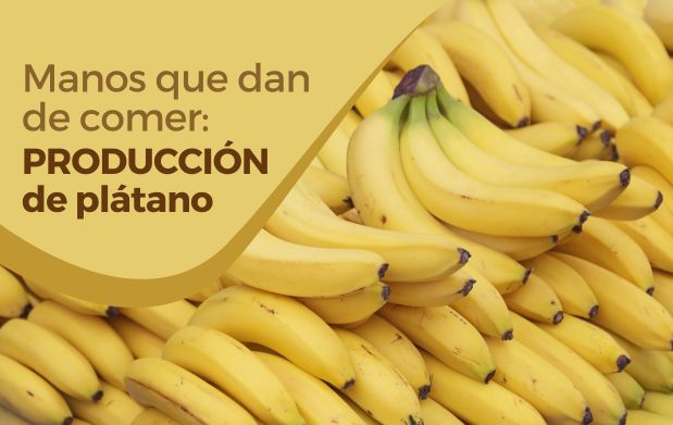 ¿Alguna vez te has preguntado qué hay detrás del cultivo de plátano? 
