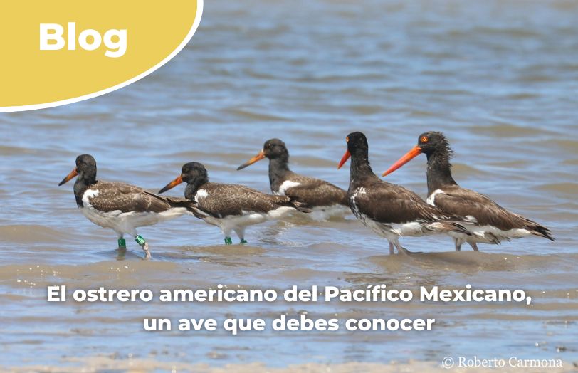 Cinco ejemplares de ostrero americano del Pacífico Mexicano en el mar.