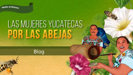 Se muestran un grupo de mujeres Yucatecas extrayendo miel de jobones