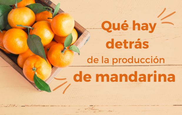 Mandarina
