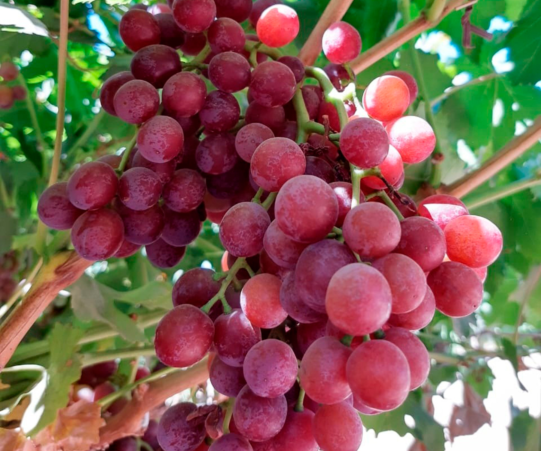 De acuerdo con datos del Servicio de Información Agroalimentaria y Pesquera (SIAP), los consumidores finales de uva fruta pueden encontrar los precios más bajos y la mayor disponibilidad de mayo a agosto de cada año, ya que en estos meses se cosecha más