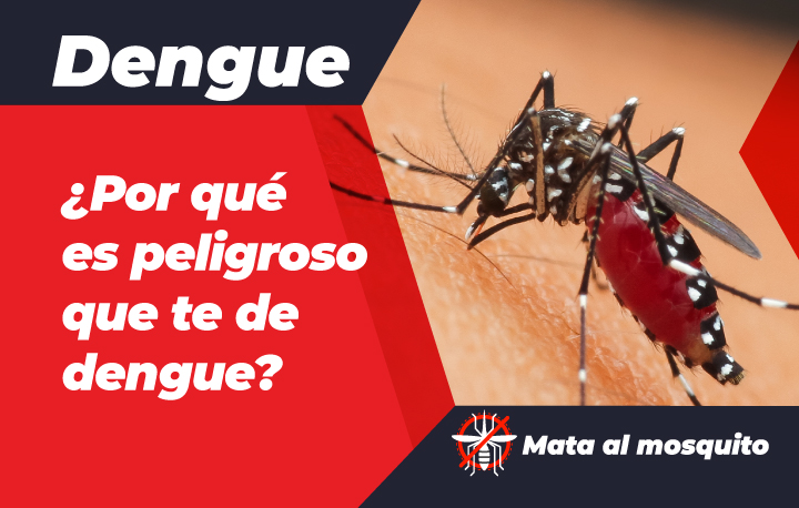 Imagen de un mosquito qedes aegypti con el título
¿Por qué es peligroso que te de dengue?

Mata al mosquito