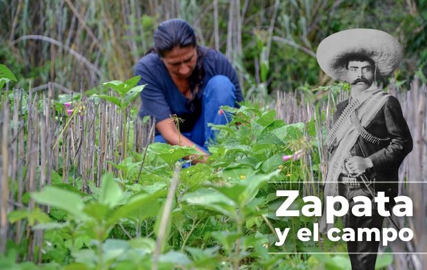 Zapata
