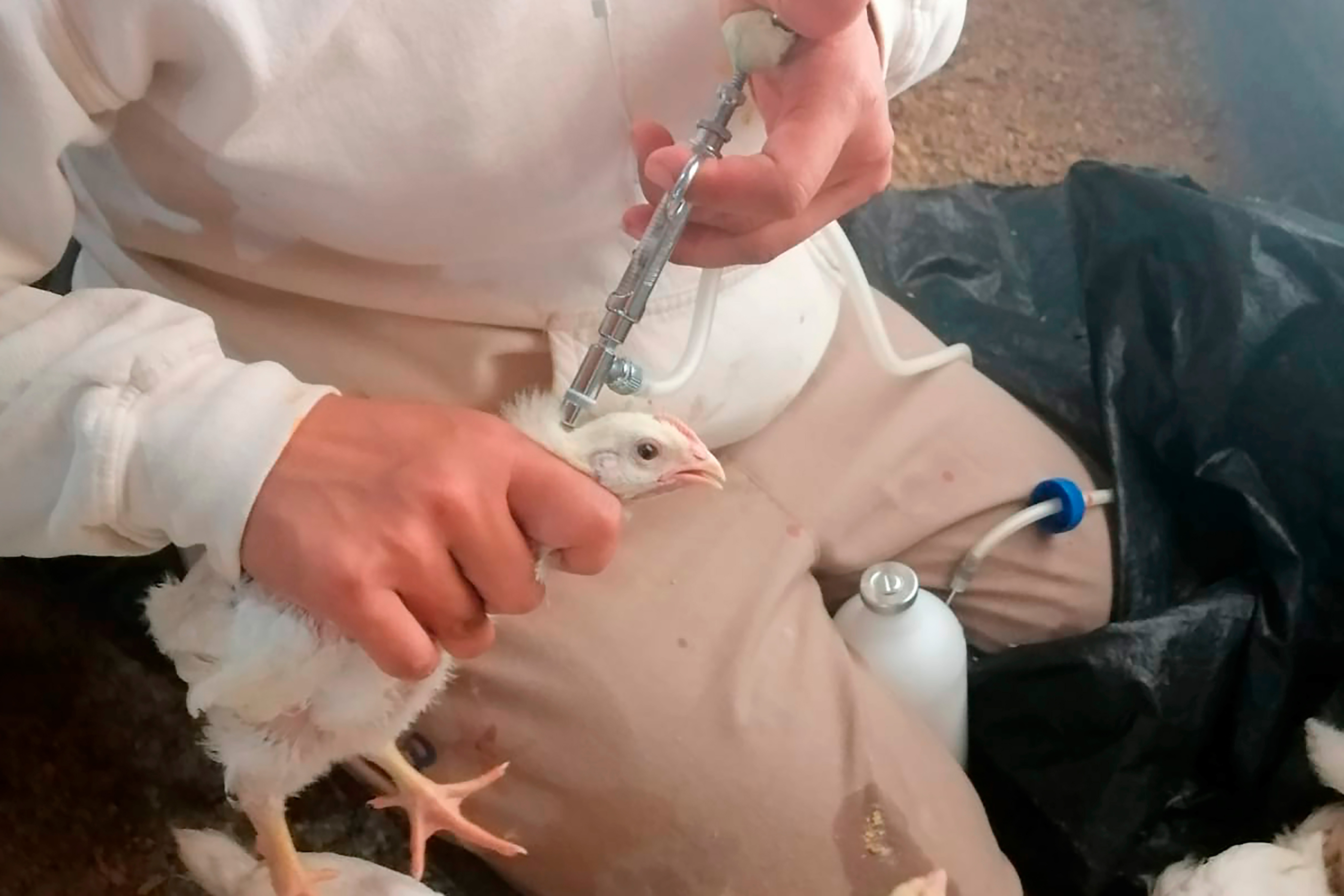 Vacunación de fin de cuarentena a aves