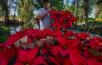 El secretario Víctor Villalobos Arámbula llamó a la población a adquirir la flor de Nochebuena en mercados, tianguis y centros de abasto para impulsar la economía de los agricultores y comercios de pequeña escala.