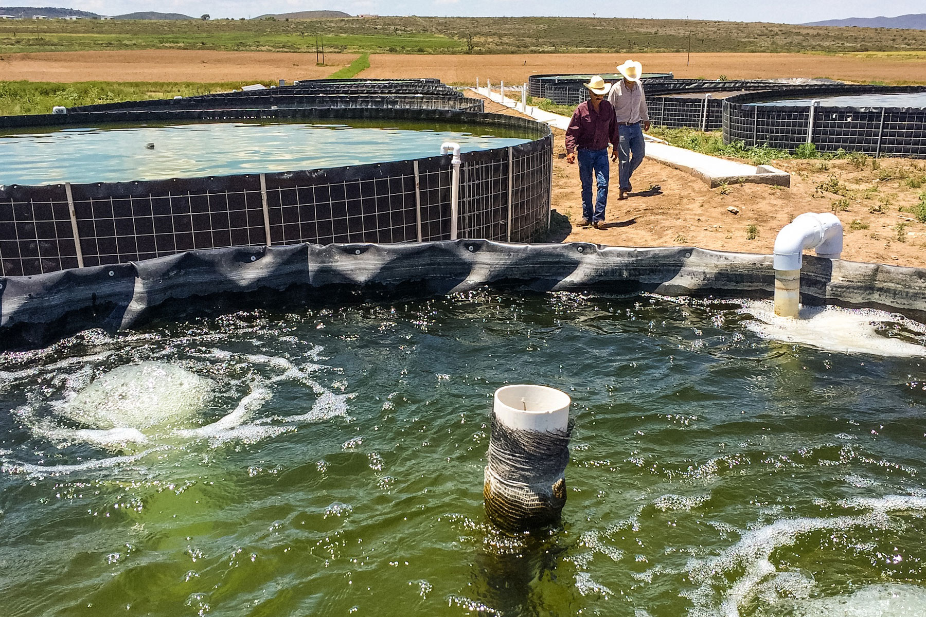 La acuacultura en zonas aridas se desarrolla con el doble uso del agua