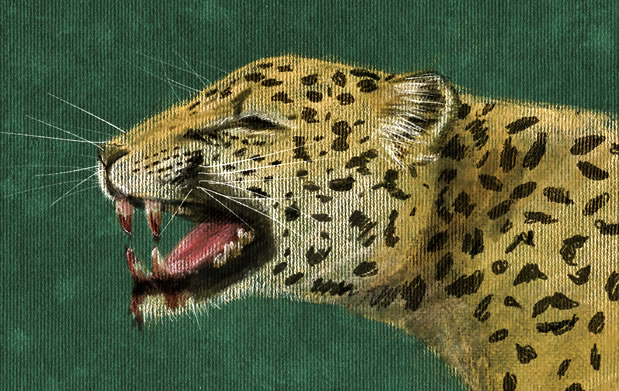 Yowaloselot / Panthera Onca