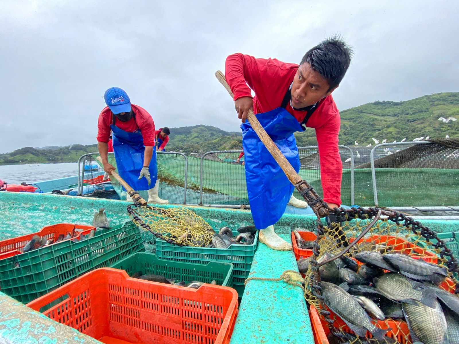 Registra México buena producción pesquera y acuícola en el 2023

