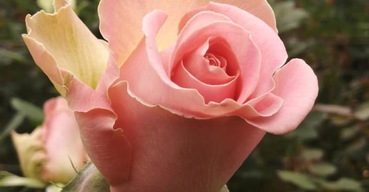 La rosa considerada la flor del amor