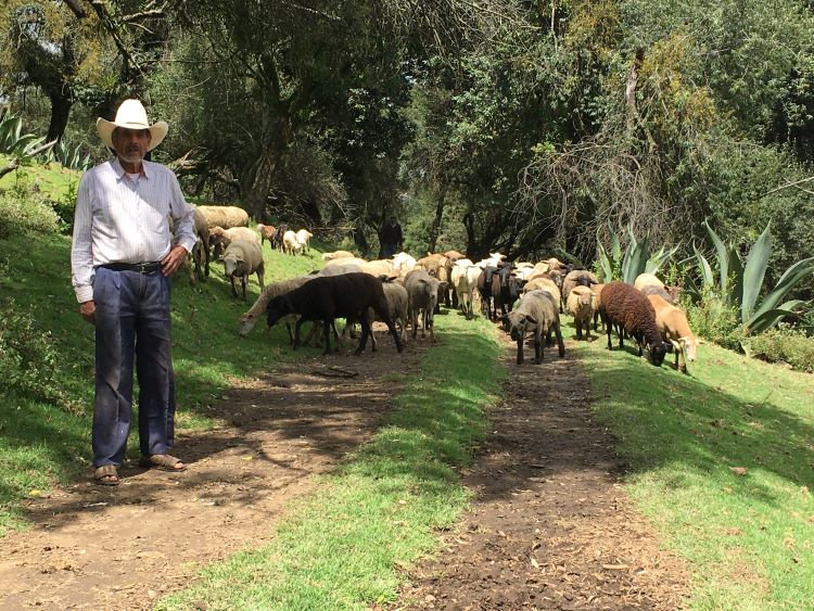 Productor de ganadería en la Ciudad de México 