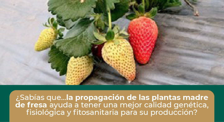 Guía Técnica para la producción de planta de fresa con calidad genética, fisiológica y fitosanitaria