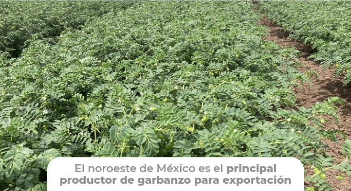 La variedad Seri se presenta como una mejor opción de siembra para las regiones productoras de garbanzo en México