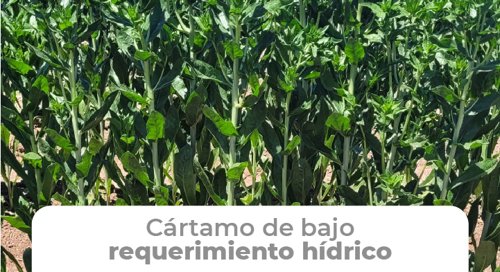 El cultivo de cártamo es una opción como forraje en diversas localidades de México