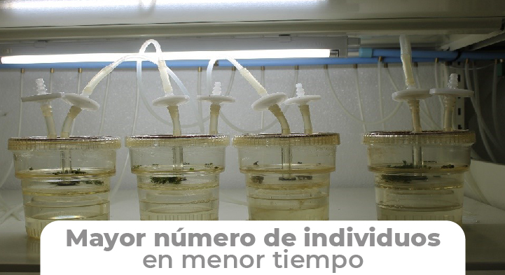 Cultivo in vitro con el Sistema de Inmersión Temporal RITA®