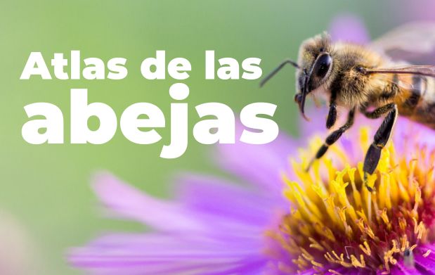 Atlas Nacional de las Abejas y Derivados Apícolas: Descubriendo a las abejas: