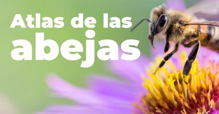 Atlas Nacional de las Abejas y Derivados Apícolas: Descubriendo a las abejas: