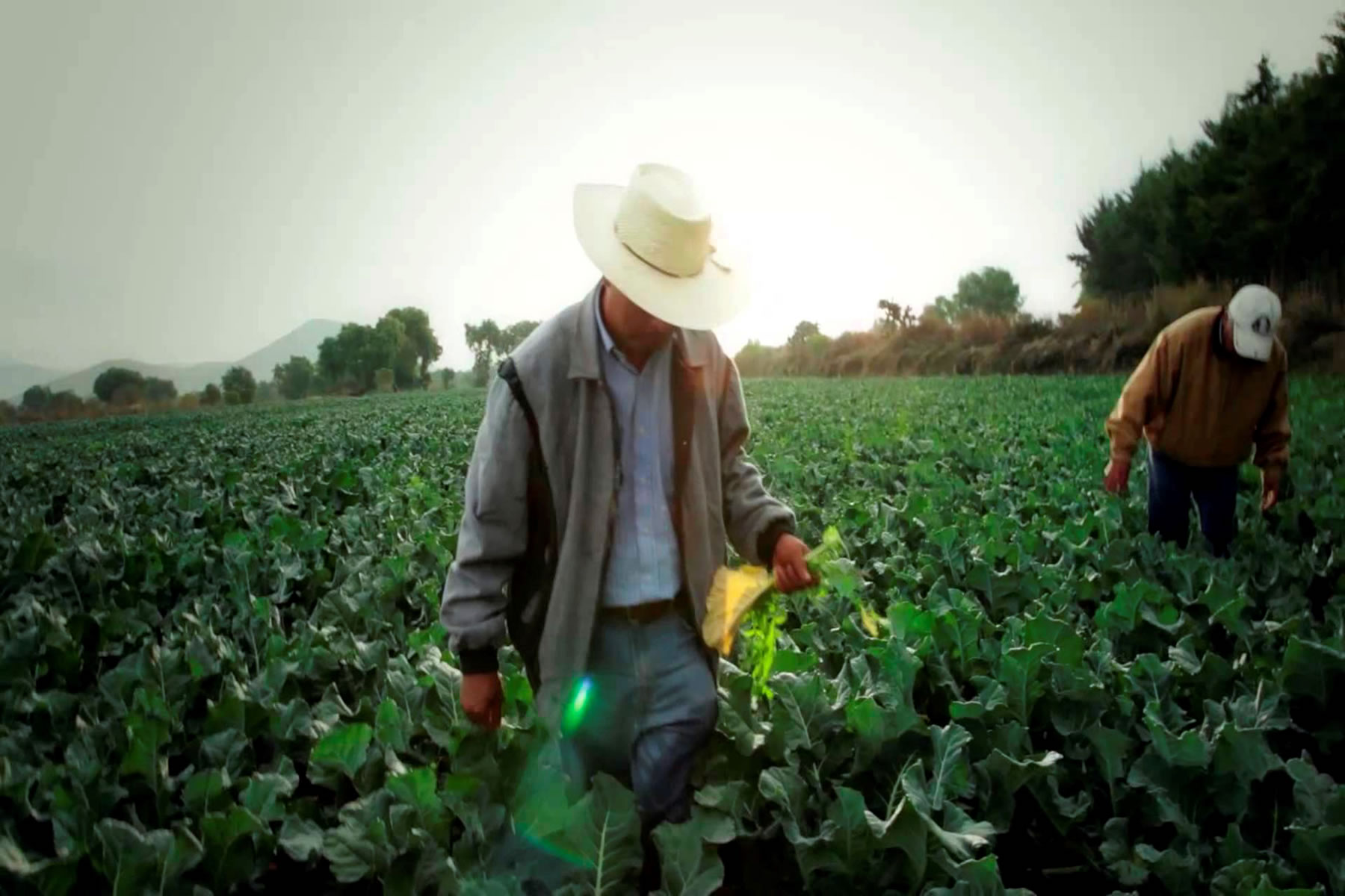 Campesinos recolectando la cosecha 